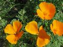 California Poppies
Picture # 3082
